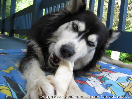 Blue...et son os... - Photo de Chiens