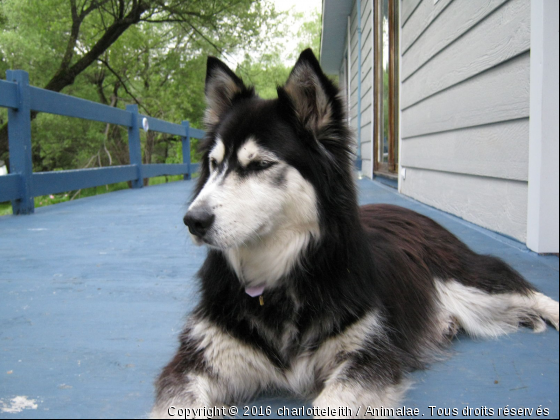 Blue aux aguets... - Photo de Chiens