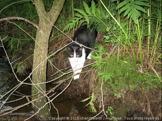 Charlie...à la chasse - Photo de Chats