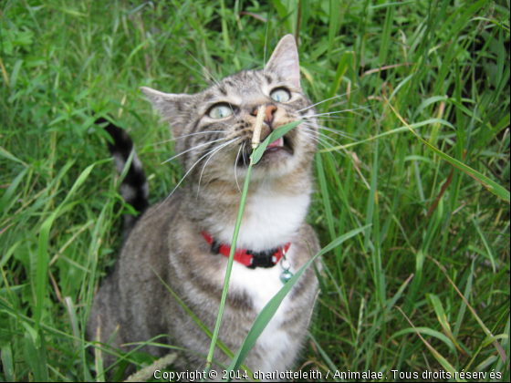 Miam! Miam! - Photo de Chats