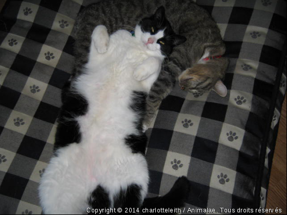 Doume-Doume et Charlie... - Photo de Chats