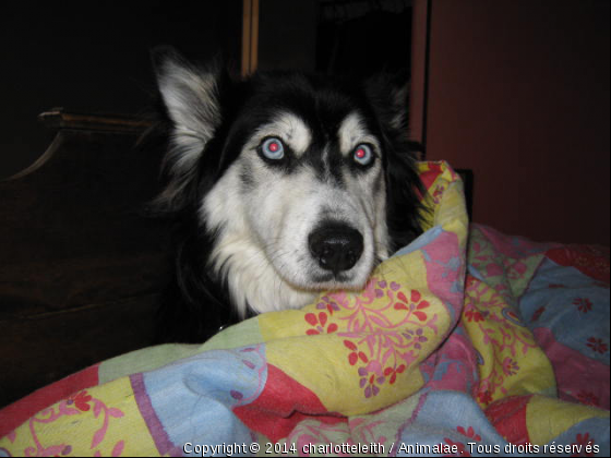 Je suis vieille...et frileuse! - Photo de Chiens