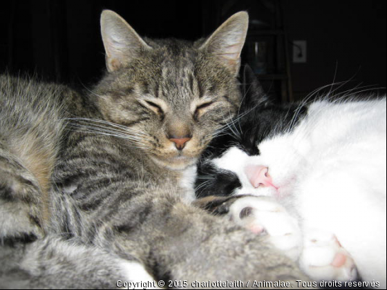 DEUX FRÈRES - Photo de Chats