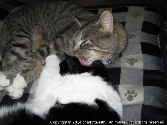 Doume-Doume...et Charlie... - Photo de Chats