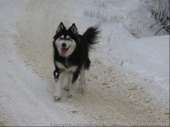 Vive l&#039;hiver!! - Photo de Chiens