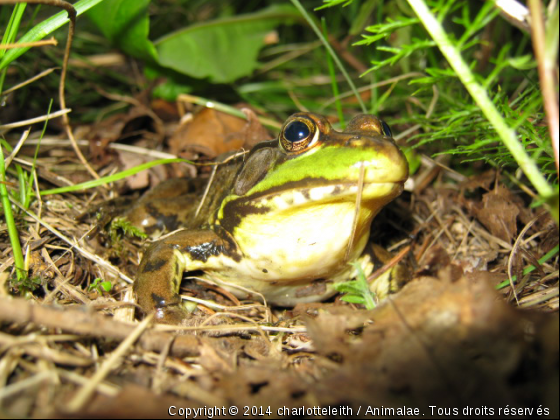 Olive... - Photo de Reptiles