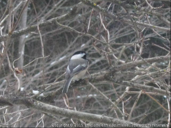 Ti-Béco... - Photo de Oiseaux