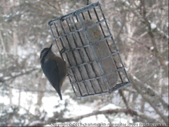 Ti-Béco... - Photo de Oiseaux