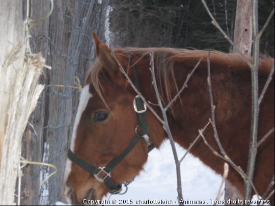 Grand-Galop... - Photo de Chevaux