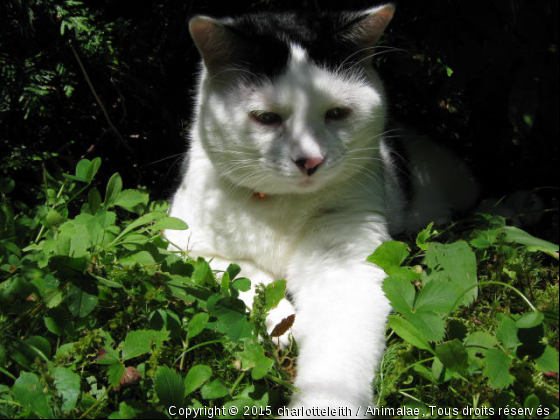 Chaplin - Photo de Chats