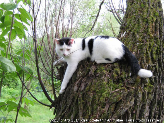 Chaplin - Photo de Chats