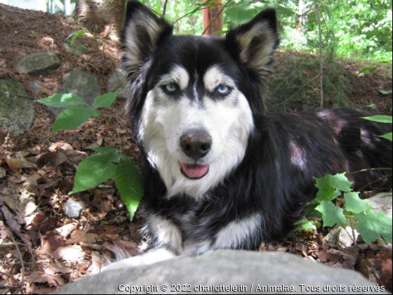 Blue... - Photo de Chiens