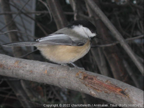 Ti-Béco - Photo de Oiseaux