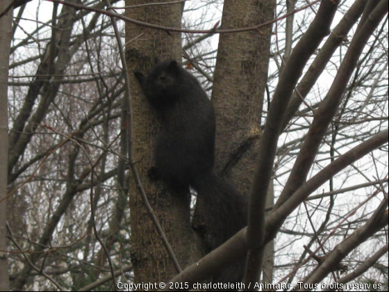 Titi-Noir.. - Photo de Rongeurs