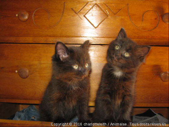 Iseult et Mayka - Photo de Chats