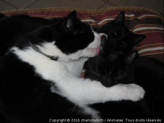 Charlie et ses Soeurs.. - Photo de Chats