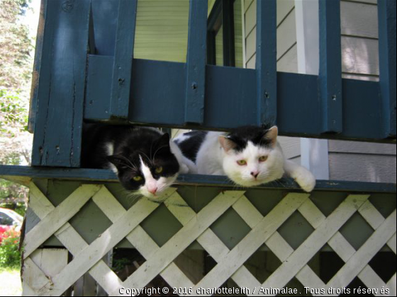 Charlie et Chaplin... - Photo de Chats