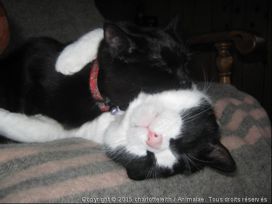 Charlie et Mayka.. - Photo de Chats