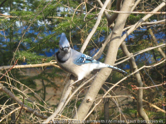 Obélix - Photo de Oiseaux