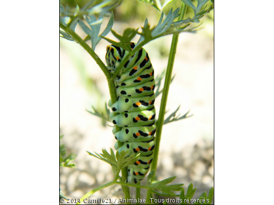 Les chenilles aiment les carottes. - Photo de Microcosme