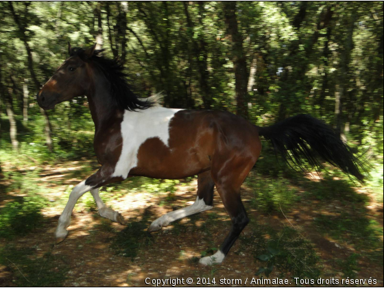 encore plus vite - Photo de Chevaux