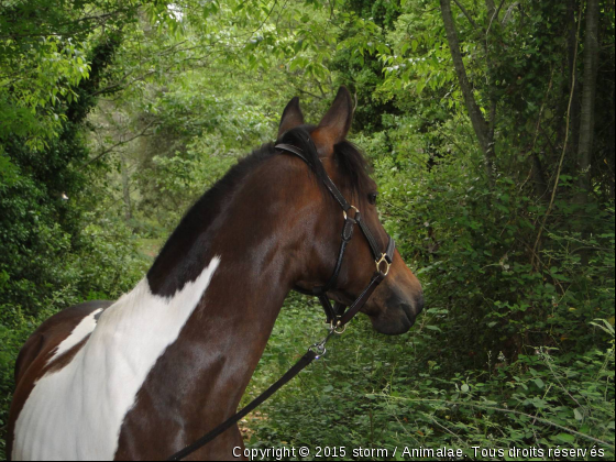 portrait  - Photo de Chevaux