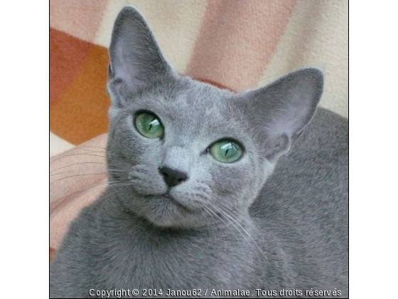 Chatte Bleu Russe - Photo de Chats