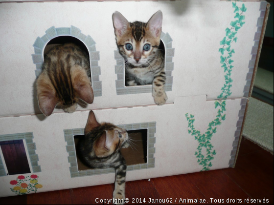 Entre frères et soeurs, on est bien !!! - Photo de Chats