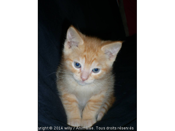 je m&#039;appelle willy  - Photo de Chats