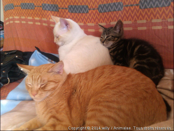 Willy, Pampers et Félix - Photo de Chats
