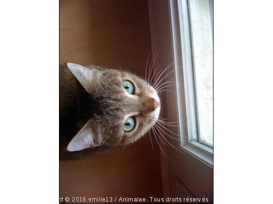 Minette et ces yeux si sublime... - Photo de Chats