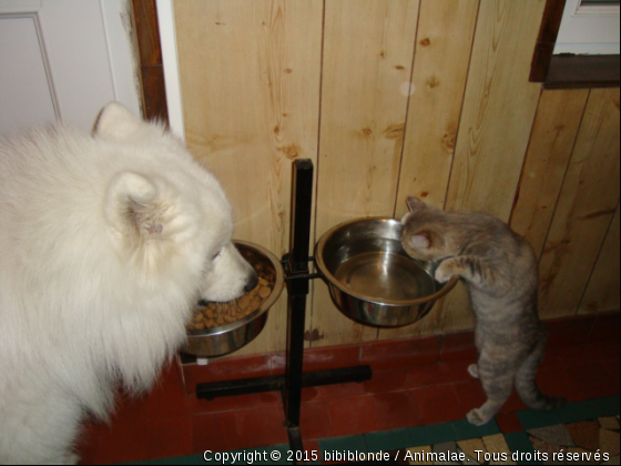 loulou et flambye - Photo de Chiens