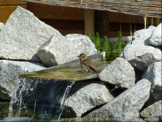 Le bain de pieds - Photo de Oiseaux