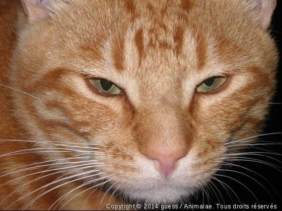 mon amour de chat - Photo de Chats