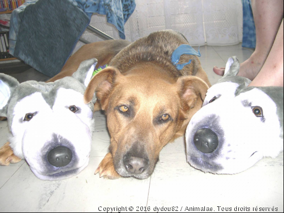 Swiny et ces potes - Photo de Chiens