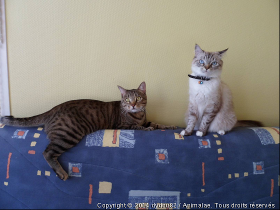 Mes deux chaton &lt;3 - Photo de Chats