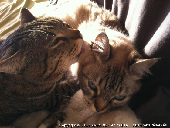 les Namoureux &lt;3 - Photo de Chats