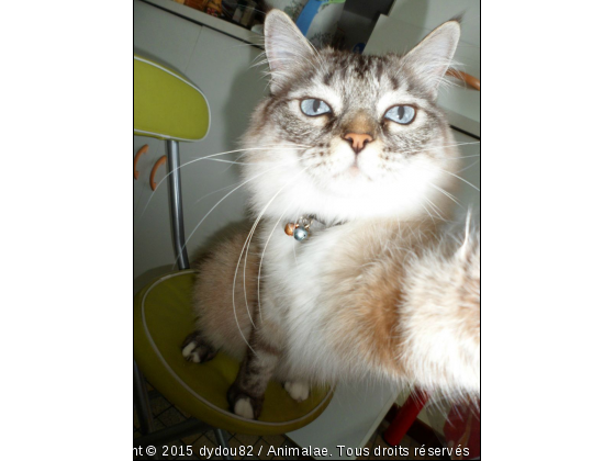 Choupette se prend en photo ! - Photo de Chats