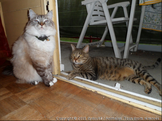 Choupette fait sa belle et Fito la regarde d&#039;un air jaloux - Photo de Chats