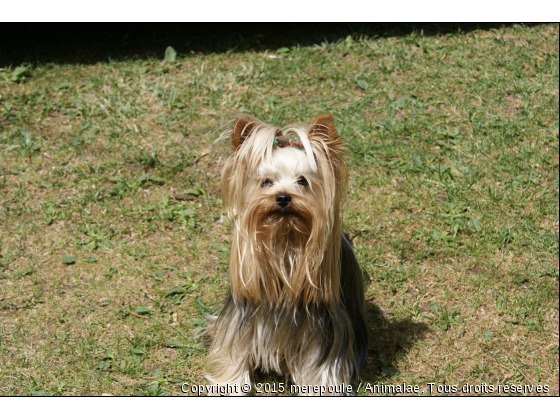 Billy-Bud du Pink Fit  - Photo de Chiens