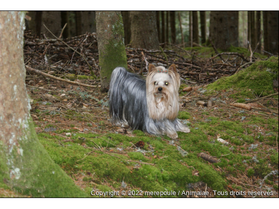 Billy - Photo de Chiens