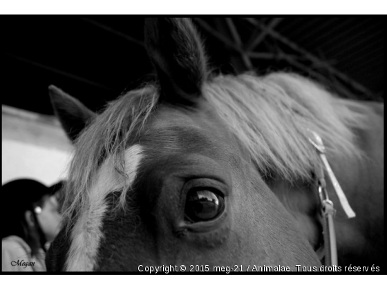 Quézac - Photo de Chevaux