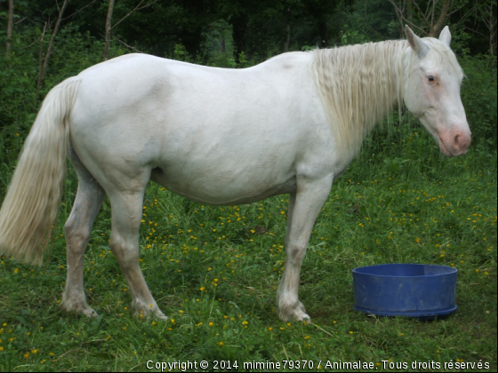 ma Tendresse - Photo de Chevaux