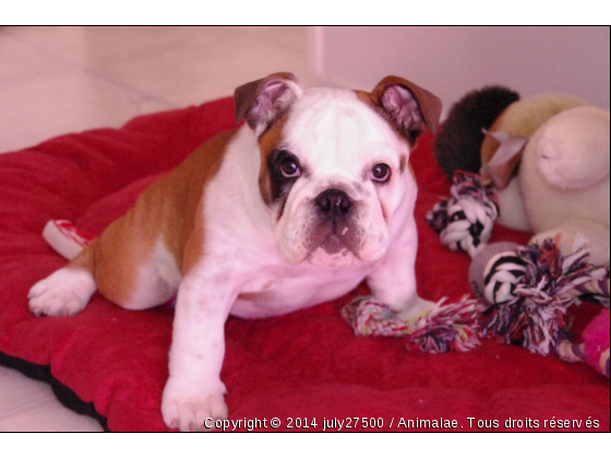  &quot; gaby &quot; - Photo de Chiens