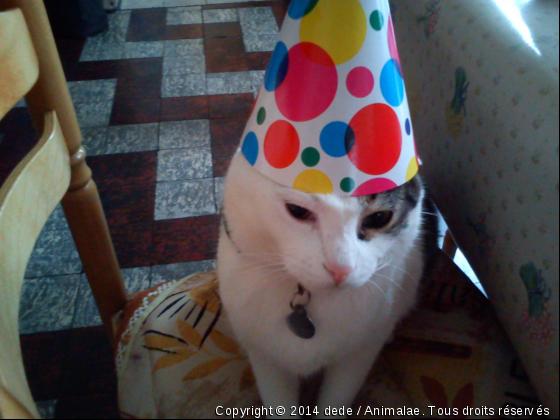 charly fait la fete  - Photo de Chats