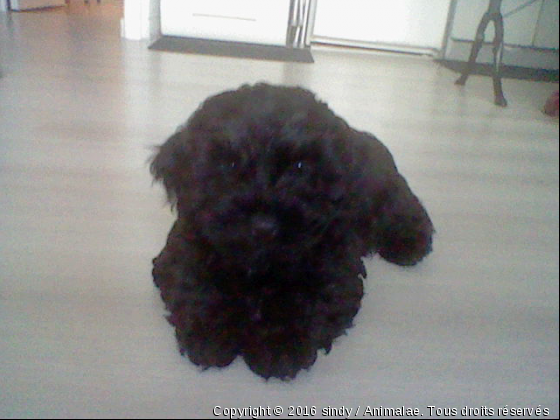 mon chien - Photo de Chiens