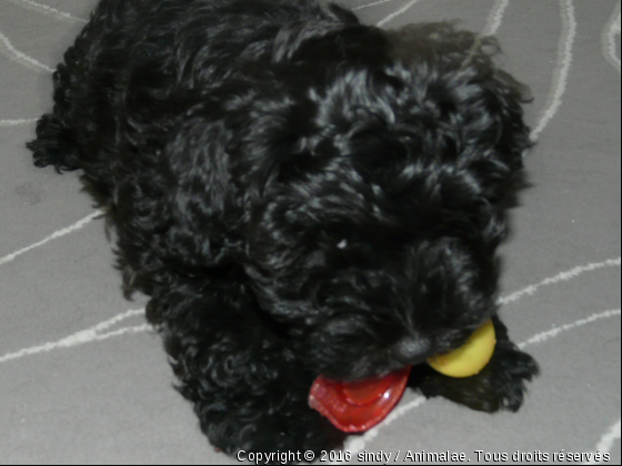 scooby - Photo de Chiens