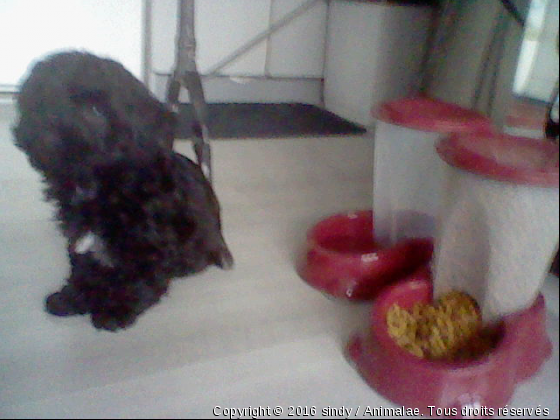 scooby - Photo de Chiens