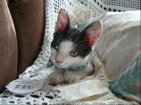 Gaby - Photo de Chats
