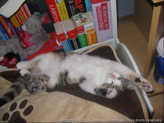 Bonbon - Photo de Chats